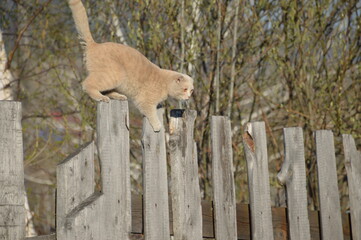 Pale cat confidently walks along rustic wooden fence surrounded by greenery during sunny day