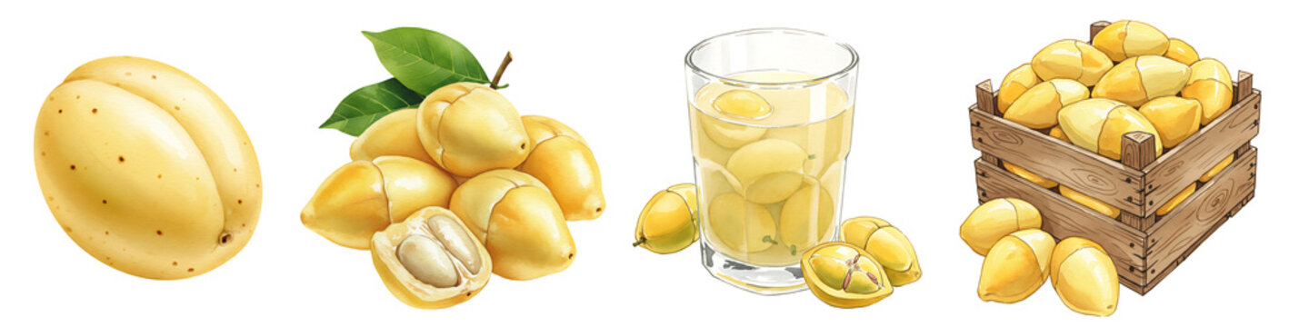 A Watercolor group of rambai fruits in various forms including a drink and a crate filled with the fruit on transparent background