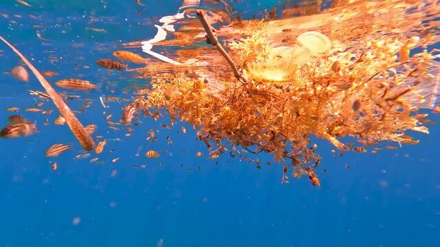 seaweed pictures fowey