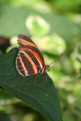 Obraz premium Colorful Butterfly with stripes feeding on green Leaf in Indianapolis, IN, USA