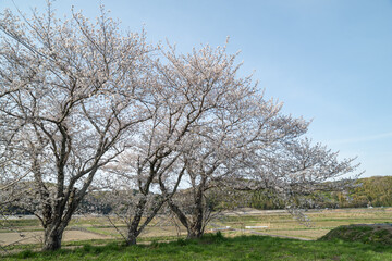 桜が咲く日本の風景