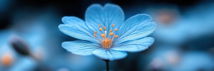 Detailed Close-Up of a Blue Star Flower's Radiant Petals Arrayed in a Perfect Symmetry