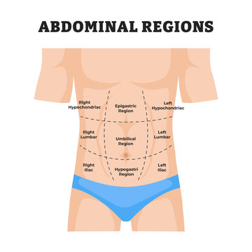 Set of Abdominal quadrant regions, stomach division, educational medical poster design healthcare scheme, labeled hypochondrium, epigastric, iliac, lumbar, and hypochondriac, body organ positions
