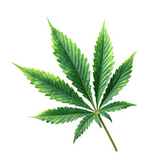 Cannabis Leaf Isolated White Background 