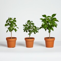 Fototapeta premium Three small potted houseplants in orange pots with lush green leaves arranged in a line on a plain white background, showcasing healthy indoor gardening or plant care