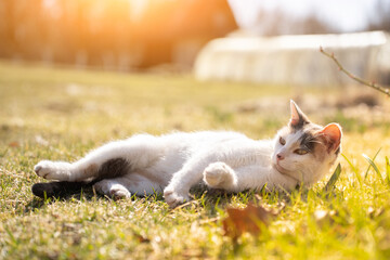 Cute cat enjoying himself outdoors