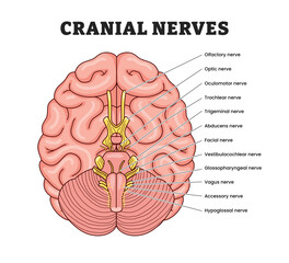 Cranial Nerves structure anatomy diagram, educational medical poster design healthcare scheme, labeled Human brain sections, Transmission of electrical signals between brain, face, neck and torso.Sens © Yumagema