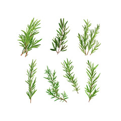Fototapeta premium Collection of Rosemary Sprigs Realistic Vector Illustration of Fresh Herbs