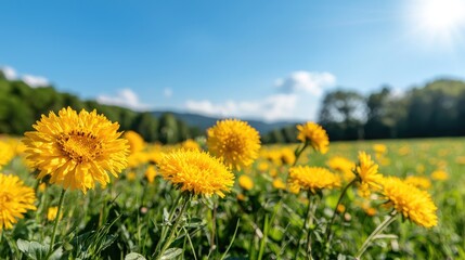 Fototapeta premium Vibrant yellow dandelions in sunny meadow nature spring floral photography