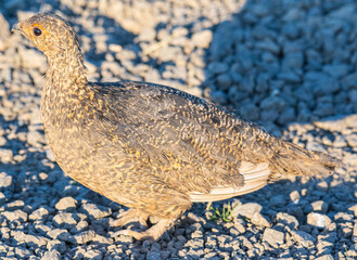 rock ptarmigan walking in the nature