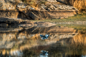 heron bird mid flight wings flying