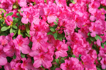 Blooming pink japan Azalea Ericaceae flowers, rhododendron flower macro, background. Evergreen...