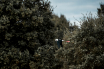 bird avian in flight wings pretty black necked stilt 