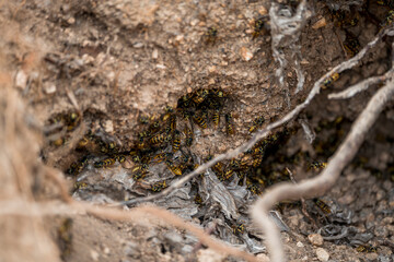 Wasp in nature in the ground 