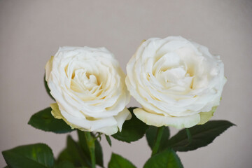 白いバラ