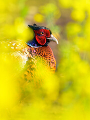 Fasan (Phasianus colchicus)