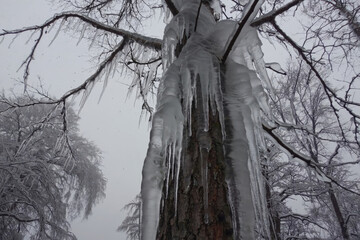 Icicles hang from the branches of this winter tree