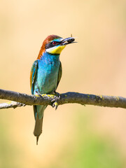 Bienenfresser (Merops apiaster)