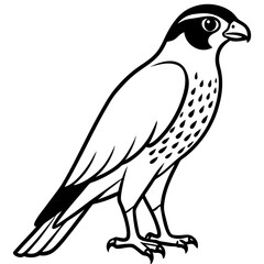 Elegant Falcon Line Drawing Design