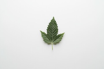 Fototapeta premium Delicate green leaf centered on plain background showcasing intr
