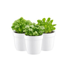 Naklejka premium Three White Pots of Fresh Herbs Spinach, Bok Choy, and Mizuna