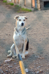 Dog in animal shelter. Homeless sad dog in a cage.