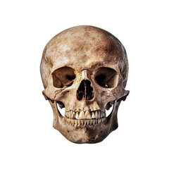 Naklejka premium Human Skull, Detailed Anatomy, Front View, Isolated on Transparent Background