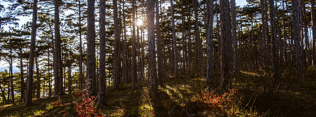 sun rays in the forest