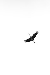 Fototapeta premium Silhouette of a Bird in Flight Against a White Sky