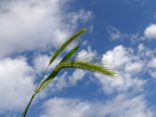 Natura