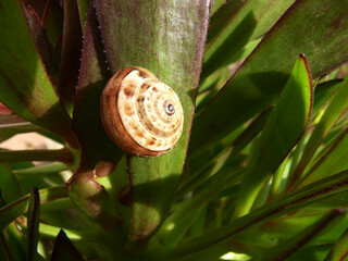 Lumaca