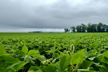 close-up of vibrant leaves showcases commitment to organic cultivation and ethical food sourcing  

