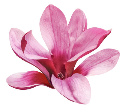 pink magnolia flower isolated on transparent background