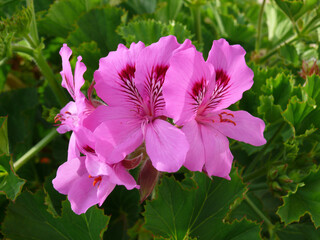 Natura