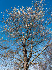 blooming  tree in  spring time
