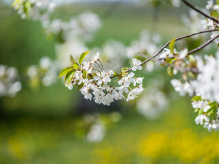 blomning tree in the spring time
