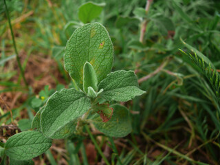 Natura