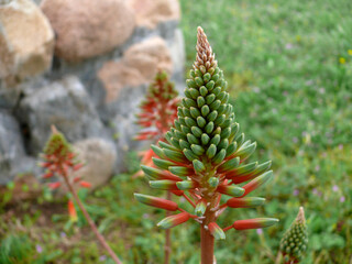 Natura