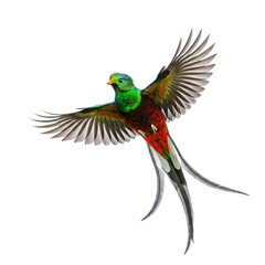 Fototapeta premium green winged macaw