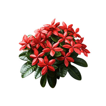 Vibrant Red Ixora Flower Cluster on Transparent Background