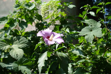 Pink flower in the leafage of Hibiscus syriacus in August