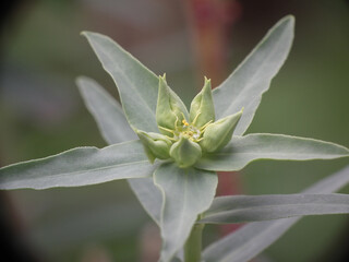 Natura