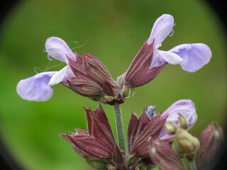 Natura