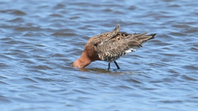 Black-tailed godwit (Limosa limosa) bird in the new Reevediep nature reserve near Kampen, Overijssel, during a beautiful springtime evening. Slow motion clip at half speed.