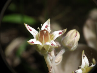 Natura
