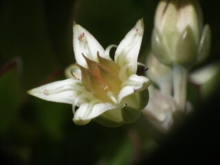 Natura