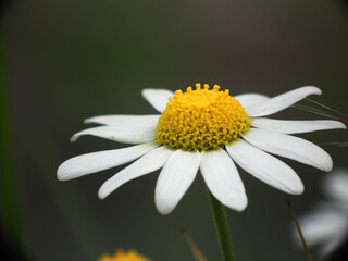 Natura