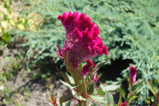 Magenta colored flower of Celosia argentea var cristata in August - Powered by Adobe