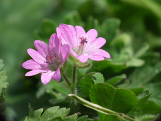 Natura