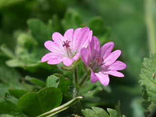 Natura